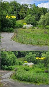 Photo de galerie - Débroussaillage d'un grand terrain pour réaccéder aux arbres fruitiers et aux carrés de jardin. 