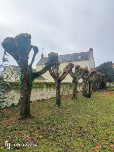 Photo de galerie - élagage de tilleuls