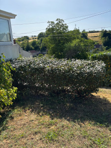 Photo de galerie - Taille d’un eleagnus 