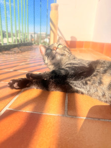 Photo de galerie - Par ce que c’est un chat heureux. 