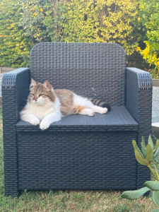 Photo de galerie - Garde chat