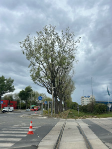 Photo de galerie - Taille d’entretien 