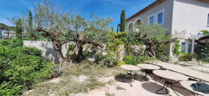 Photo de galerie - Taille d'oliviers au château de la Messardiere