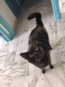 Photo de galerie - Garde chat