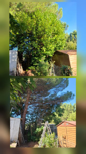 Photo de galerie - Avant après 
enlèvement d’un laurier palme de 5/6m de haut 