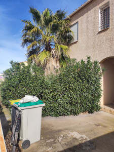 Photo de galerie - Elagage et coupe d'arbres
