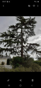 Photo de galerie - Elagage et coupe d'arbres