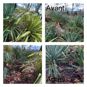 Photo de galerie - Nettoyage et taille d’un massif de yucca