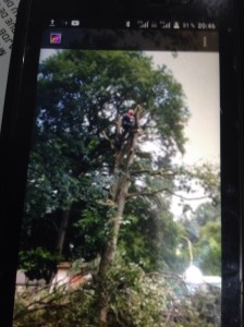 Photo de galerie - Elagage et coupe d'arbres