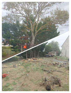 Photo de galerie - Elagage et coupe d'arbres