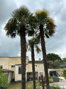 Photo de galerie - Après nettoyage des branches mortes