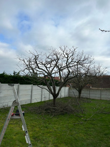 Photo de galerie - Taille d’arbre fruitier