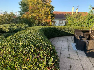 Photo de galerie - Taille de haie 