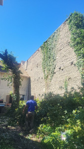 Photo de galerie - Elagage et coupe d'arbres