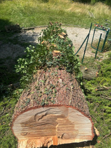 Photo de galerie - Abattage d’un cèdre de 20m 