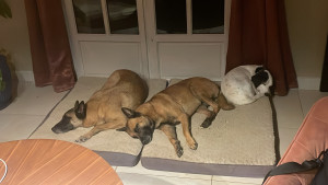 Photo de galerie - Tout le monde cohabite, les chiens de la maison sont sociable et accepte sans difficulté les copains à la maison. 