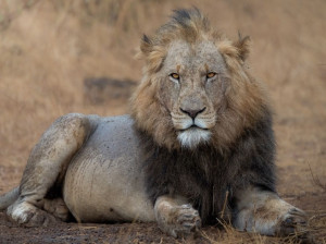 Photo de galerie - Photographie d'un lion en Afrique du sud.