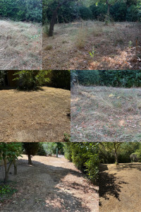 Photo de galerie - Tonte de pelouse - Débroussaillage