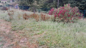 Photo de galerie - Tonte de pelouse - Débroussaillage