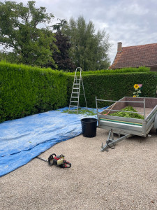 Photo de galerie - Taille de haies