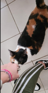 Photo de galerie - Garde de chat aux domicile 