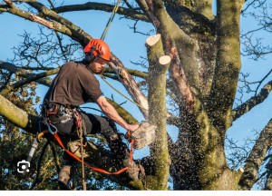 Photo de galerie - Elagueur