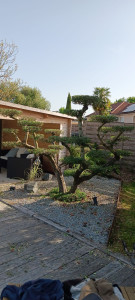 Photo de galerie - Taille d un olivier en plateaux
