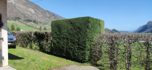 Photo de galerie - Taille de mise en forme d'un thuya cyprès 