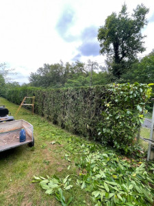 Photo de galerie - Taille de haie 