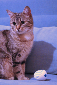 Photo de galerie - Garde chat