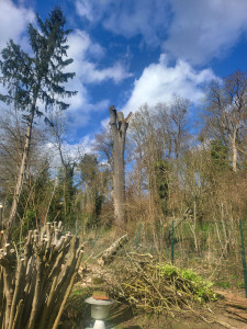 Photo de galerie - élagage des arbres  après  a la demande du client 