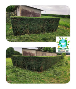 Photo de galerie - Taille de haies et d'arbustes