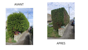 Photo de galerie - Taille de haie
