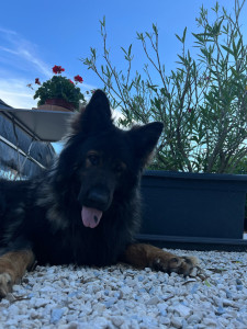 Photo de galerie - étant une amoureuse des animaux je me propose à vous pour les gardez ou m’en occuper avec plaisir ..! 