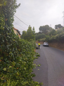 Photo de galerie - Taille d'une haie, bord de route 