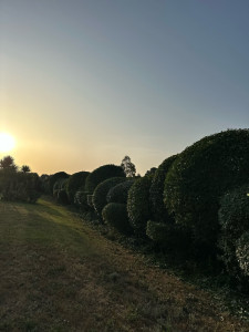 Photo de galerie - Taille de haies et d'arbustes