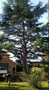 Photo de galerie - Elagage et coupe d'arbres