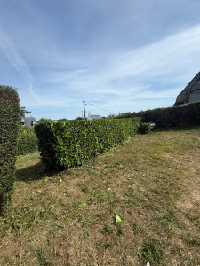 Photo de galerie - Taille de haie Laurier Palme 