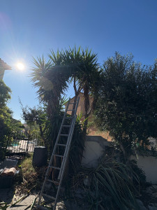 Photo de galerie - Taille d’entretien d’un yucca gloriosa avant 