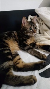 Photo de galerie - J’ai gardé cette petite puce pendant plus d’un mois. 