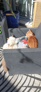 Photo de galerie - Gardiennage 