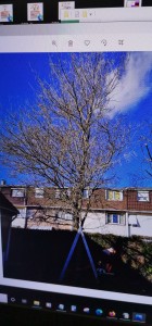 Photo de galerie - Elagage et coupe d'arbres