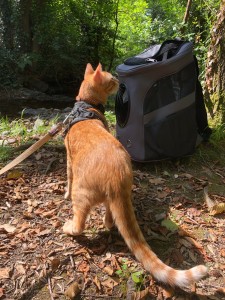 Photo de galerie - Voici mon chat Tigrou, habitué depuis petit aux promenades en extérieur en laisse, il adore voyager et est très sociable avec les chiens. 
J'ai toujours eu des chats, Tigrou est très sociable, et adore avoir des copains à la maison pour les vacances !  