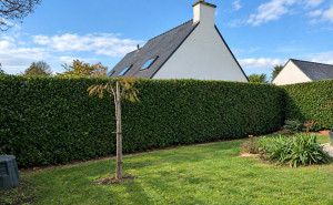 Photo de galerie - Taille de haies