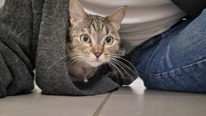 Photo de galerie - Après plusieurs visites, on voit que Nala adore mon gilet pour s'y cacher 