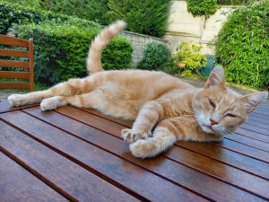 Photo de galerie - Leroux, adorable chat que je garde plusieurs fois dans l'année ?
