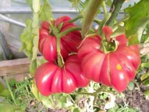 Photo de galerie - Production de tomates anciennes