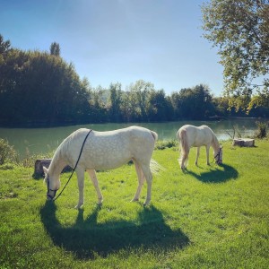 Photo de galerie - Pension chevaux