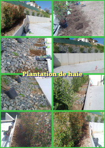 Photo de galerie - Plantation de haie et de végétaux avec conseil