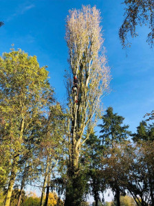 Photo de galerie - Elagage et coupe d'arbres